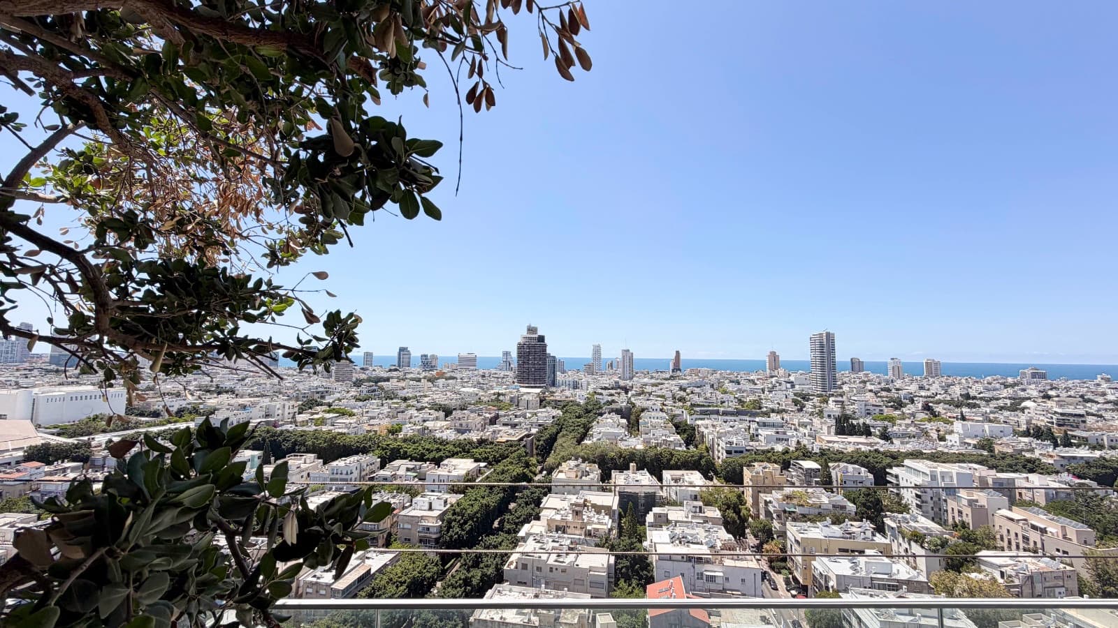 City panorama framed by the terrace olive tree